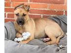 Adopt Porter a Tan/Yellow/Fawn - with Black German Shepherd Dog / Mixed dog in