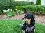 Adopt Savvy a Black - with Tan, Yellow or Fawn Australian Cattle Dog /