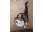Adopt Darcy a Brown Tabby Domestic Shorthair / Mixed (short coat) cat in Glen