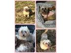 Adopt Lilly and Milly (Bonded pair)~ a Havanese / Mixed dog in Columbia