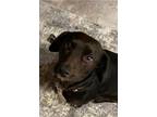 Adopt Mia a Labrador Retriever / Mixed dog in Columbia, TN (37261721)