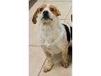 Adopt Dawn / AC 23929 A a Beagle / Australian Cattle Dog / Mixed dog in