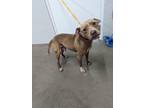 Adopt Sasafras a American Pit Bull Terrier / Mixed dog in WILSON, NC (37261706)