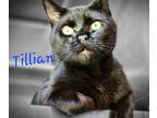 Adopt Tillian a Domestic Shorthair / Mixed (short coat) cat in Cambridge