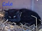 Adopt Cole a Domestic Shorthair / Mixed (short coat) cat in Cambridge