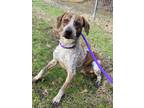 Adopt Toby a Beagle / Hound (Unknown Type) / Mixed dog in Benton, AR (37261541)