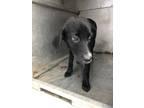 Adopt Michone a Labrador Retriever / Mixed dog in Benton, AR (37261539)