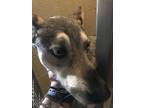 Adopt Astra a Husky / Mixed dog in Benton, AR (37261535)