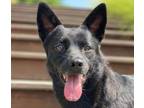 Adopt Darcie a Terrier (Unknown Type, Medium) / Mixed dog in San Ramon