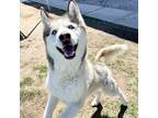 Adopt Sky a Black Alaskan Malamute / Mixed dog in Yuma, AZ (37261354)