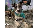 Adopt Cash a Brindle Bull Terrier / Mixed dog in Yuma, AZ (37261353)