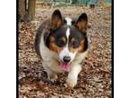 Adopt Jaxon a Black Pembroke Welsh Corgi / Mixed dog in Branson, MO (37259722)