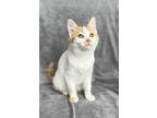 Adopt Lucita a Orange or Red Tabby Domestic Shorthair (short coat) cat in