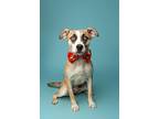 Adopt Disco a Mixed Breed (Medium) dog in Cortland, NY (37259189)