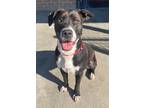Adopt Zulu a American Pit Bull Terrier dog in Cortland, NY (37259188)