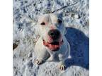 Adopt Blanca a White - with Tan, Yellow or Fawn Mixed Breed (Large) / Mixed dog