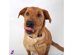 Adopt Sunny a Red/Golden/Orange/Chestnut Mixed Breed (Large) / Golden Retriever