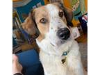 Adopt January a White - with Tan, Yellow or Fawn Great Pyrenees / Mixed dog in
