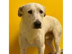 Adopt Ivan a White - with Tan, Yellow or Fawn Australian Cattle Dog / Mixed