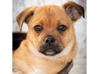 Adopt Gummy Bear a Brown/Chocolate Pug / Mixed Breed (Small) / Mixed dog in