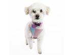 Adopt La La Lainey 10414 a White - with Tan, Yellow or Fawn Poodle (Miniature) /