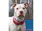 Adopt Butterfinger a White Pointer / Boxer / Mixed dog in Mason, MI (37260987)