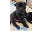 Adopt Archie a American Staffordshire Terrier / Mixed dog in St.
