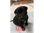 Adopt Millie a American Staffordshire Terrier / Mixed dog in St.