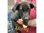 Adopt Morley a Labrador Retriever / Black Mouth Cur / Mixed dog in St.