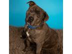 Adopt Esteban a Brindle American Pit Bull Terrier / Mixed dog in Jefferson