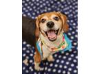 Adopt ANGUS a Tricolor (Tan/Brown & Black & White) Beagle / Mixed dog in