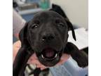 Adopt Kim a Black Mixed Breed (Medium) / Mixed dog in Charleston, WV (37260611)