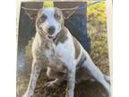 Adopt Luke a Australian Cattle Dog / Mixed dog in Jupiter, FL (37260587)