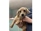 Adopt Piper a Tan/Yellow/Fawn Hound (Unknown Type) / Mixed dog in Madera