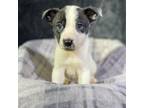 Adopt Digby (Steffi's Litter) a White - with Black Blue Heeler dog in Brewster