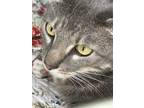 Adopt Bitty a Gray, Blue or Silver Tabby Domestic Shorthair (short coat) cat in