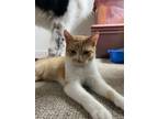Adopt Corn “Cass”erole a Orange or Red Tabby American Shorthair / Mixed