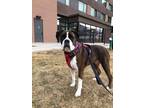 Adopt Sue Cow a Boxer / Mixed dog in Denver, CO (37260304)
