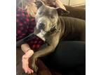 Adopt Baby girl a Gray/Silver/Salt & Pepper - with White American Pit Bull
