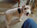 Adopt Sophie a Tricolor (Tan/Brown & Black & White) Fox Terrier (Wirehaired) /