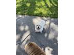 Adopt Sophie a White Bichon Frise / Mixed dog in Thomaston, GA (37260054)