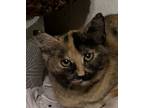 Adopt Sprite a Tortoiseshell Domestic Shorthair (medium coat) cat in Lake Mary