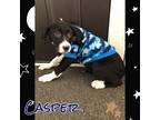 Adopt Casper a Black - with White Labrador Retriever / Mixed dog in Lowell