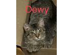 Adopt Dewy a Gray, Blue or Silver Tabby Domestic Shorthair (short coat) cat in