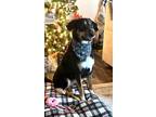 Adopt Lelo a Australian Kelpie / Beauceron / Mixed dog in Saint Francisville