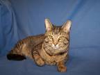 Adopt Boyd a Brown Tabby Domestic Shorthair (short coat) cat in Colorado