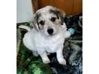 Adopt Bentley a White - with Gray or Silver Irish Setter / Blue Heeler dog in