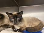 Adopt Mocha a Siamese / Mixed (short coat) cat in Fayetteville, TN (37260136)