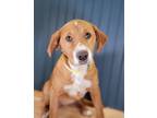 Adopt Renny a Tan/Yellow/Fawn - with White Hound (Unknown Type) / Mastiff dog in