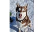 Adopt Red a Brown/Chocolate - with White Husky dog in Sedalia, CO (37257282)